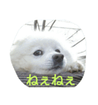 犬   はく（個別スタンプ：7）