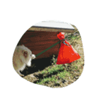 犬   はく（個別スタンプ：11）