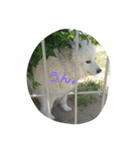 犬   はく（個別スタンプ：12）