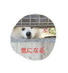 犬   はく（個別スタンプ：13）