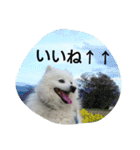 犬   はく（個別スタンプ：14）