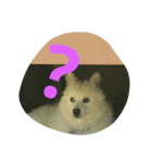 犬   はく（個別スタンプ：15）