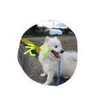 犬   はく（個別スタンプ：16）