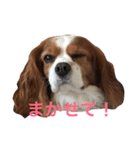 キャバリアむぎのお気楽な毎日（個別スタンプ：5）