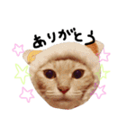 猫の姉妹 ムギチョコ姉妹 Part2（個別スタンプ：1）
