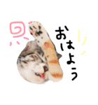 猫の姉妹 ムギチョコ姉妹 Part2（個別スタンプ：4）