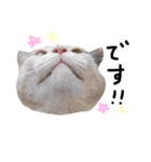猫の姉妹 ムギチョコ姉妹 Part2（個別スタンプ：5）
