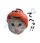 猫の姉妹 ムギチョコ姉妹 Part2（個別スタンプ：7）