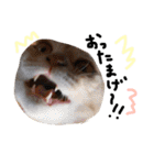 猫の姉妹 ムギチョコ姉妹 Part2（個別スタンプ：9）