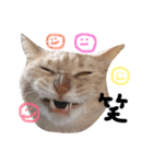 猫の姉妹 ムギチョコ姉妹 Part2（個別スタンプ：11）