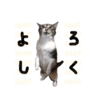 猫の姉妹 ムギチョコ姉妹 Part2（個別スタンプ：16）