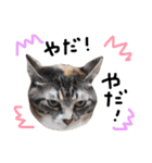 猫の姉妹 ムギチョコ姉妹 Part2（個別スタンプ：20）