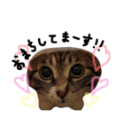 猫の姉妹 ムギチョコ姉妹 Part2（個別スタンプ：22）