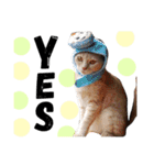 猫の姉妹 ムギチョコ姉妹 Part2（個別スタンプ：29）