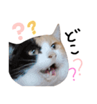 猫の姉妹 ムギチョコ姉妹 Part2（個別スタンプ：34）