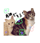 猫の姉妹 ムギチョコ姉妹 Part2（個別スタンプ：37）