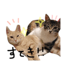 猫の姉妹 ムギチョコ姉妹 Part2（個別スタンプ：38）