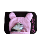 フェレット..（個別スタンプ：7）