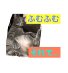 サフィーの3日目（個別スタンプ：12）