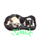 ぶんかる（個別スタンプ：5）