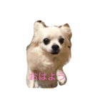 メロさん いろいろ（個別スタンプ：1）