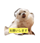 メロさん いろいろ（個別スタンプ：5）