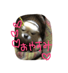 チワワ らら（個別スタンプ：3）