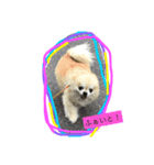 チワワ らら（個別スタンプ：4）