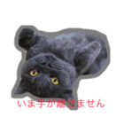 どん様とお友達（個別スタンプ：11）