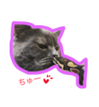 どん様とお友達（個別スタンプ：13）