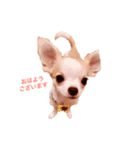 チワワのとらのすけ（個別スタンプ：2）