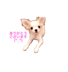 チワワのとらのすけ（個別スタンプ：4）