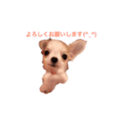 チワワのとらのすけ（個別スタンプ：5）
