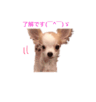 チワワのとらのすけ（個別スタンプ：6）