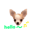 チワワのとらのすけ（個別スタンプ：7）
