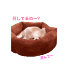 チワワのとらのすけ（個別スタンプ：10）