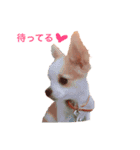 チワワのとらのすけ（個別スタンプ：13）