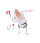 チワワのとらのすけ（個別スタンプ：15）