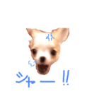 チワワのとらのすけ（個別スタンプ：16）