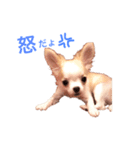 チワワのとらのすけ（個別スタンプ：17）