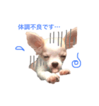 チワワのとらのすけ（個別スタンプ：20）