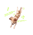 チワワのとらのすけ（個別スタンプ：21）
