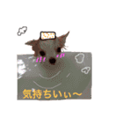 チワワのとらのすけ（個別スタンプ：23）