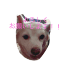 ふうこ2（個別スタンプ：1）
