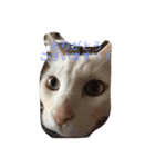 ふうこ2（個別スタンプ：4）