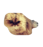 ねこいろいろ集め（個別スタンプ：3）