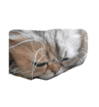 ねこいろいろ集め（個別スタンプ：7）