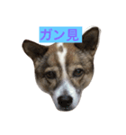 ざ.ワンコ（個別スタンプ：1）