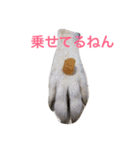 ざ.ワンコ（個別スタンプ：2）
