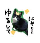 ハチワレ     猫     白黒     じっと君（個別スタンプ：1）